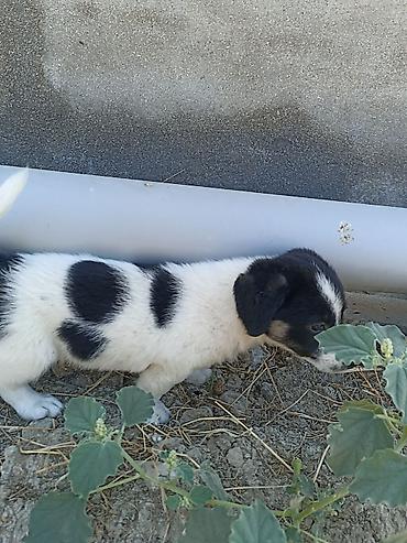 İtlər: 1 ay -da lalafo.az — 3 İtlər: 1 ay — 3