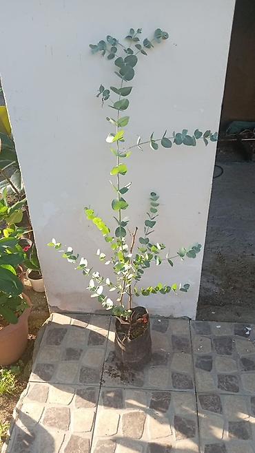 dekarativ agaclar: Məhsul: Ekalipt (Eucalyptus) tingləri – qablarda Təsvir: - Dekorativ — 2