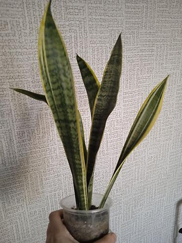 Otaq bitkiləri: Сциндапсус N-Joy — 17