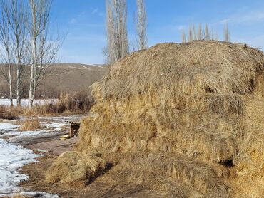 Корма для с/х животных: Тоонун чөбү сатылат 
Адрес: Сокулукский раён село Төш-Булак