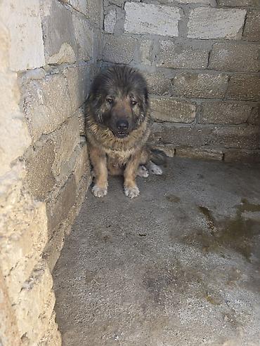 cau cau: Qafqaz çoban iti, Peyvəndli — 2