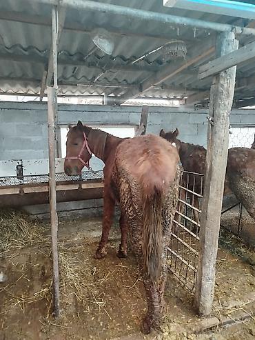 Лошади, кони: Продаю | Жеребенок | Рабочий — 7