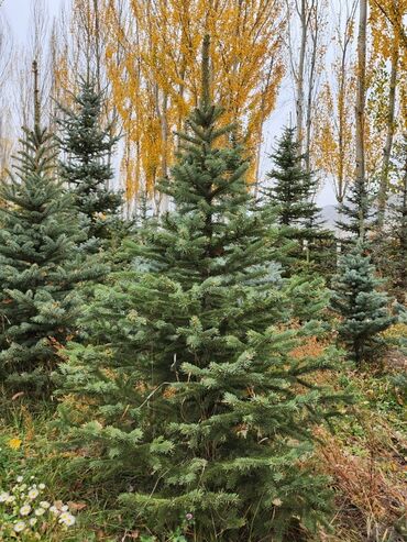 Декоративные деревья: Продаются хвойные и лиственные деревья🌲🌳 - Голубая ель от 0,8-5м - at lalafo.kg — 13 Декоративные деревья: Продаются хвойные и лиственные деревья🌲🌳 - Голубая ель от 0,8-5м - — 13