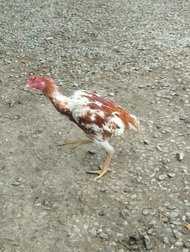 Xoruzlar: Aseel tipli uzunayaqlı cücərti/ceylək xoruz - Uzun və güclü sarı — 7