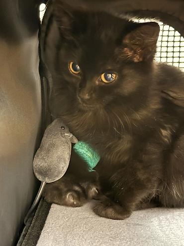 Продажа кошек: 🐈‍⬛ Отдам чёрного пушистого котёнка в добрые руки! Нашли малышку на — 2