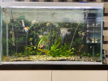 akvarium sifarişi: Dördbucaq akvarium, 240 l, Ünvandan götürmə