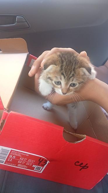 скотт: Котёнок с короткими загнутыми ушками (тип «скоттиш‑фолд» на вид) — 3