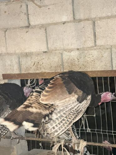 Индюки: Продаю | Индюк (самец) | Для разведения | Племенные — 4