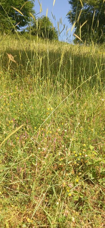 Digər qida məhsulları: ARI ÇÖRƏYİ ( GÜLƏM) Arı məhsulu Tərkibi: 1. Çiçək tozu əsasən; 2. arı — 9
