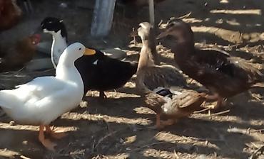 ordəy yumurtası: Ördəklər – dekorativ və yumurta istiqamətli Təsvir: - Çeşidli rəng — 4