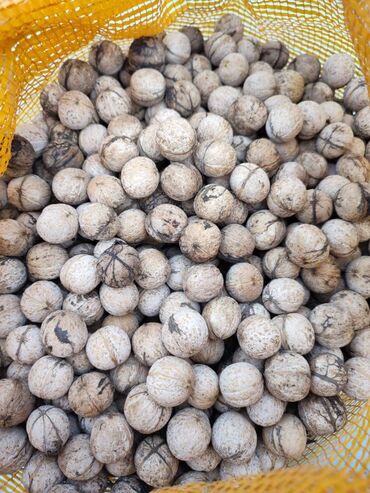 Сухофрукты, орехи, снеки: Продаю грецкий орех, урожай 2023 г., 90 кг. за килограмм