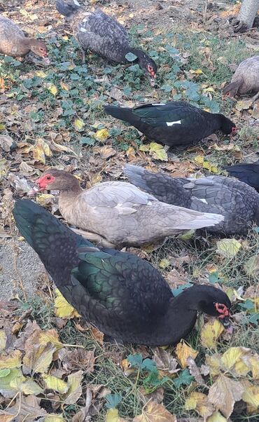 Ördəklər: Dişi, | Macar, Damazlıq, Pulsuz çatdırılma — 4