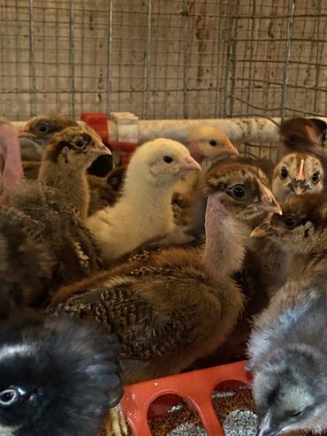 цыплята фазана: Продаю | Цыплята | Для разведения