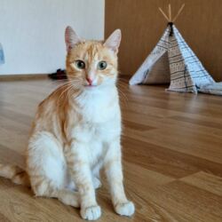 сколько стоит золотой ретривер: Dişi, Yaxşı əllərə, Ünvandan götürmə