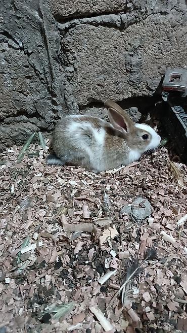 Dovşanlar: Ağ-qara və ağ-qəhvəyi rənglərdə ev dovşanları Məhsulun təsviri: - — 5