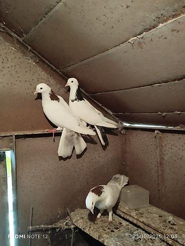 Göyərçinlər: Tam sağlam 10 quş,tək tək ayrı qiymət real alıcıya endirimdə olacaq — 11