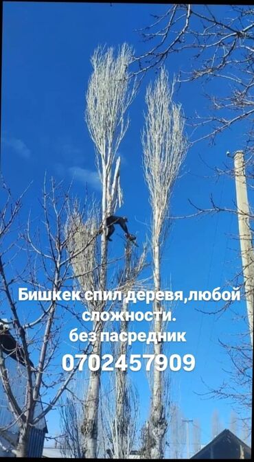 Спил деревьев, заготовка дров: Спил самых сложных опасных деревье пилим дрова. Без посредников #1