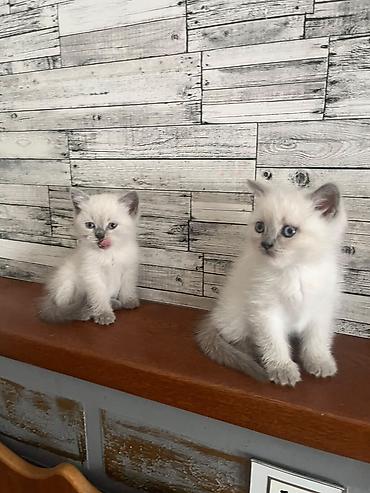 şotlanski pişik: 🐾 Şotland cinsli sevimli pişik balaları satılır! 🐾 Yeni doğulmuş, çox — 3