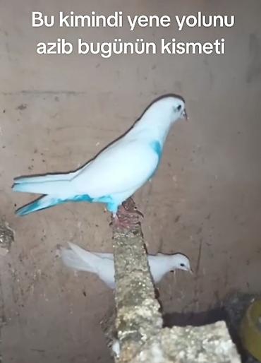dekorativ goyərcin: Bugün tutmuşam qoz kimi erkeydi quwda göz qabaqinda bow bekar adamlar — 1