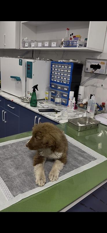 Отдам даром собаку: Собака даром: 3 месяца, Самка — 8