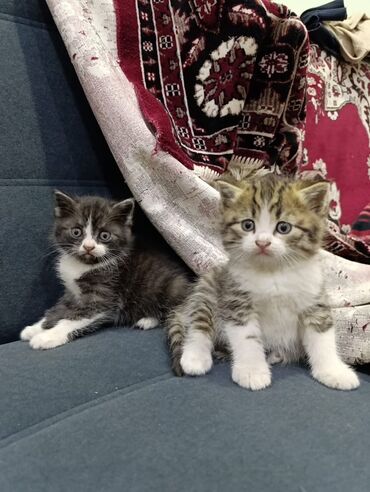 договорная кошка даром британская короткошёрстная 1 год мальчик метис 2 позвонить написать: Котята домашние, короткошёрстные. - Окрас: полосатый/белый (табби) и