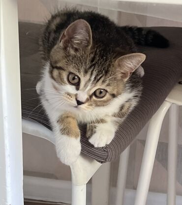 мраморный вислоухий кот: Шотландский прямоухий мальчик 
2,5 месяца
