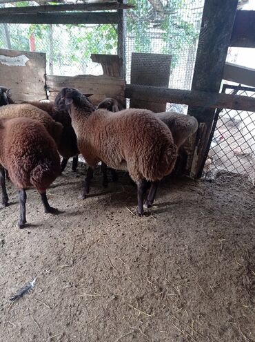 Qoyunlar, qoçlar: Erkək, Qala, il: 1, 75 kq, Damazlıq, Ünvandan götürmə -da lalafo.az — 17 Qoyunlar, qoçlar: Erkək, Qala, il: 1, 75 kq, Damazlıq, Ünvandan götürmə — 17
