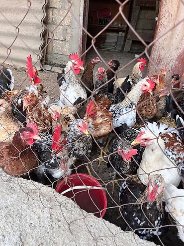 itler satisi: İlk günündən özüm böyütdüyüm heyvanlardi hər biri sağlamdir fərələr — 3