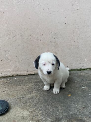 İtlər: 2 ay, Ünvandan götürmə — 5