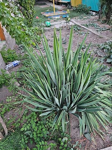 початки кукурузы: Юкка садовая (Yucca filamentosa) — декоративное многолетнее растение — 4