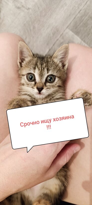 шотландская прямоухая кошка цена: Кошка даром: Бомбейская, 2 месяца, Девочка, Метис, Приучена к лотку, Проглистована
