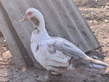 Digər heyvanlar: Lal ördəklər topdan satılır 210 dənə ördəkdir bir dənəsi 13 manat 90 — 7