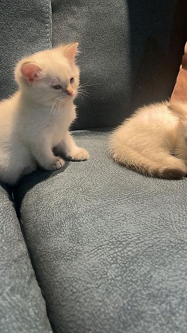 Pişiklər: Britan — 8