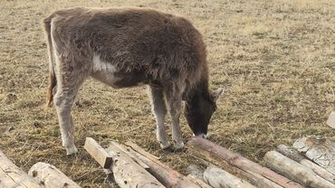 работа в англии на ферме 2022 для кыргызстанцев: Требуется Скотник, Оплата Ежемесячно, Обучение