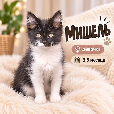 кошка породистый: 3 месяца, Девочка, Приучена к лотку — 1