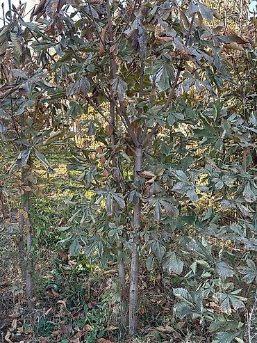 Другие декоративные деревья: Каштан крымский 2метр 800сом 3метр 1000сом — 5