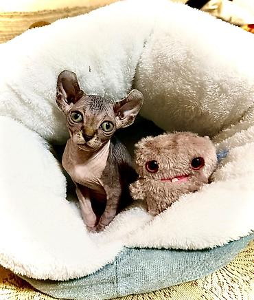 pulsuz video cat: Sfinks — 2