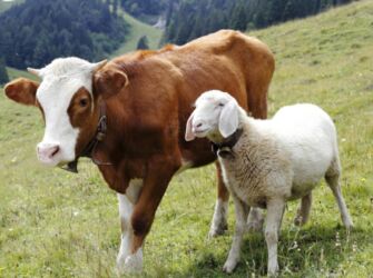 я ищу работу охранника: Требуется разнорабочий в кошару, в Кеминский район. Оплата договорная