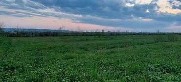 Torpaq sahələrinin satışı: 200 sot, Kənd təsərrüfatı — 3