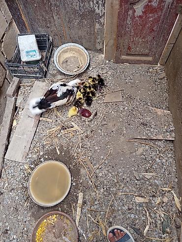bakida cins ineklerin satisi: Salam. Lal ördək balaaları satılır tam sağlamdılar 12. dənədirlər — 1