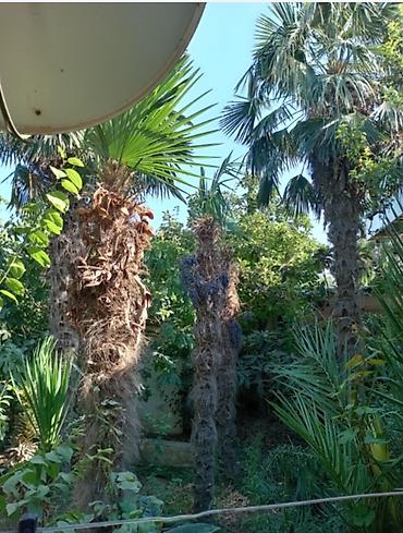 Canlı palma ağacları – bağ və həyət üçün - Növ: Fan palm