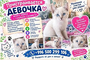 pitomnik temir: Кошка даром: Ангорская, 3 месяца, Девочка, Кастрирована, Метис, Приучена к лотку — 4