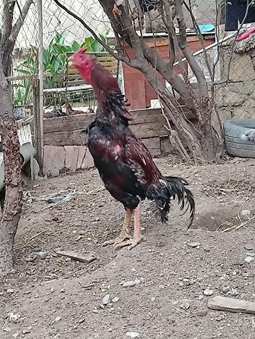 hələb keçisi satılır: Xoruz, Heyratı, il: 1 — 3