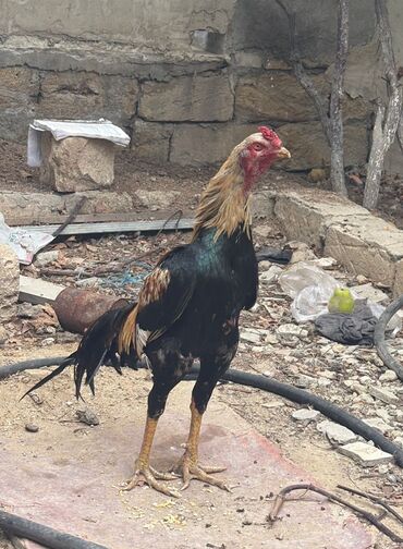Mal-qara: Xoruz, Heyratı, il: 1, Ünvandan götürmə