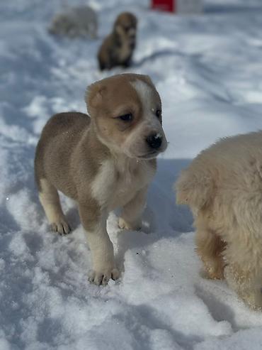 Продажа собак: Щенки Алабая (разные окрасы) - Возраст: около 4-5 недель на фото - — 9