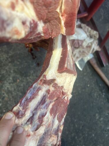 куплю рыбу форель: Конина 