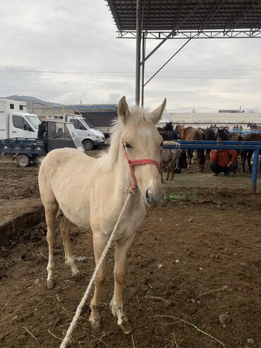 сувенирный конь: Продаю | Жеребенок | Конный спорт | Племенные
