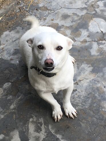 İtlər: Zvonok, 10 ay, Dişi