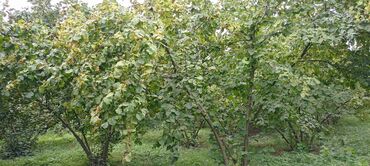 Torpaq sahələrinin satışı: 58 sot, Kənd təsərrüfatı, Barter mümkündür, Kupça (Çıxarış) — 18