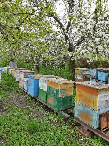 отходы для животных: Продаю 35 пчелосемей карника на 8-ми рамках и суш. Семьи можно с